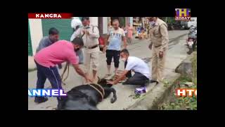 नाले में फंसी गाय को क्रांति NGO और अग्नि शमन सेवा के कर्मचारियों की मदद से निकाला गया बाहर