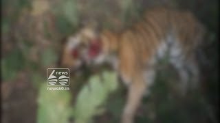 villagers crush tigress in uttar pradesh