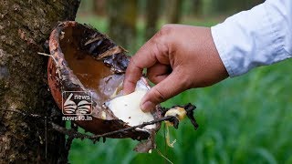 Rubber Plantation: The government's profit Rs 2,000 Crore , Loss of Farmers Rs 11,000 crore