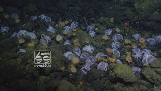 Around 1000 Brooding Octopuses Spotted Off California Coast