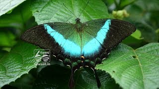 Budhamayoori Kerala's butterfly