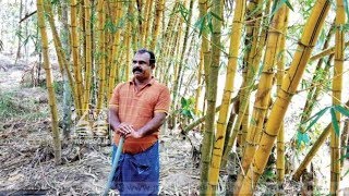 Bamboo; natural way to protect land