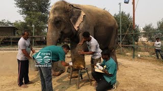 India's First Elephant Hospital