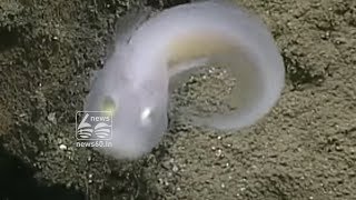 Ghost Fish' Discovery in Mariana Trench Thrills Scientists