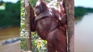 The horrifying story of a prostitute orangutan