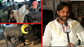 Khubsurat Aur Bade Jaanwar | Bakrid Ko Lekar Sach Ki Khususi Report | Hyderabad | SACH NEWS |