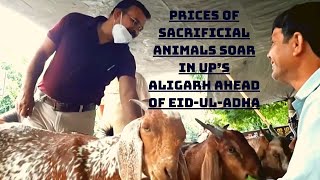 Prices Of Sacrificial Animals Soar In UP’s Aligarh Ahead Of Eid-Ul-Adha | Catch News