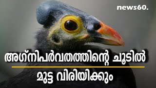 bird maleo which uses heat of volcano for hatching egg