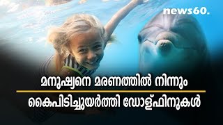Dolphins Rescuing Humans - Dolphin Facts and Information