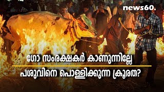 Cattle made to walk on fire during Makar Sankranti celebrations