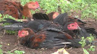 Pure Natu Kodi Egg Production | Country Chicken Farming | Desi Chicken  | social media live