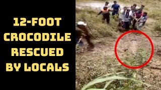 12-Foot crocodile Rescued By Locals In Maharashtra’s Sangli | Catch News