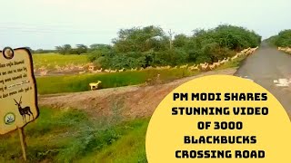 PM Modi Shares Stunning Video Of 3000 Blackbucks Crossing Road | Catch News
