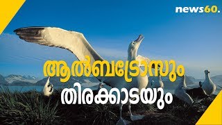 ആൽബട്രോസും  തിരക്കാടയും |  Albatross and  Thirakkada