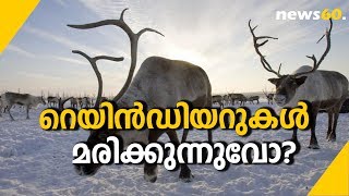 റെയിന്‍ഡിയറുകൾ  മരിക്കുന്നുവോ? | Do Reindeer Die Continuously