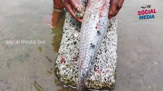 Fish Cleaning | social media live