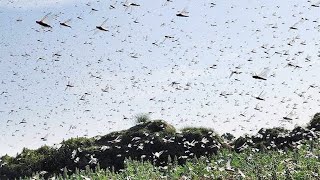 Locusts Attack,Tiddi Dal, (Rajasthan) राजस्थान टिड्डी दल का हमला, कोहराम मचाने वाले टिड्डियों का दल