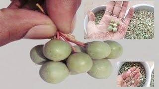 #राजस्थान के सूखे #मरुधर में सबसे कम #पानी से पाया जाने वाला #फल : केर का फल || Ker - Kair Ka Phal