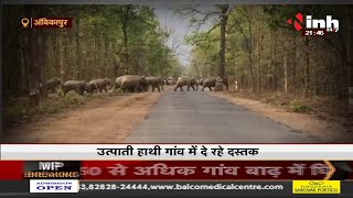 Chhattisgarh News || मैनपाट में 10 हाथियों का आतंक