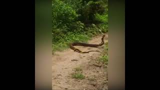 #ViralVideo of these two snakes captures somewhere in Goa