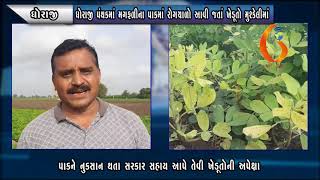 DHORAJI ધોરાજી પંથકમાં મગફળીના પાકમાં રોગચાળો આવી જતાં ખેડૂતો મુશ્કેલીમાં 05 08 2021