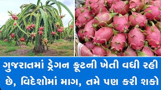 ગુજરાતમાં ડ્રેગન ફ્રૂટની ખેતી વધી રહી છે, વિદેશોમાં માગ, તમે પણ કરી શકો