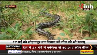 Chhattisgarh News || Korba, 2 महीनों तक मादा अजगर और 15 अण्डों को सुरक्षित रखा