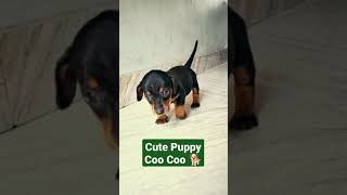 Cute Puppy | Name Coo Coo | Viral Puppy | Dashund Puppy