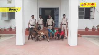 रतनपुर में बकरा-बकरी चोरी 3 आरोपी गिरफ्तार cglivenews