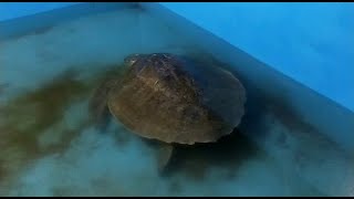 Injured turtle gets new lease of life at Morjim