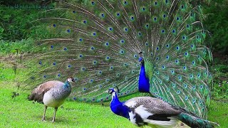 Beautiful Peacocks dance in Guirim fields