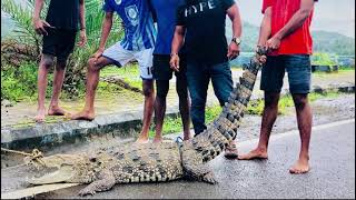 Massive croc rescued at Parcem-Pernem