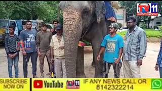 Sawari (Elephant's name Madhuri ) of Bibi Ka Alam on 10th Moharram, Hyderabad - Special Report...