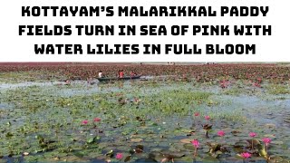 Kottayam’s Malarikkal Paddy Fields Turn In Sea Of Pink With Water Lilies In Full Bloom | Catch News