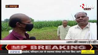 Madhya Pradesh News || Jabalpur के आस - पास के इलाकों में सूखा, बारिश न होने से चिंतित किसान