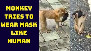 Copycat! Monkey Tries To Wear Mask Like Human; Hilarious Video Goes Viral | Catch News