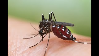 Aldonkar's be careful. 12 Dengue cases detected in your village