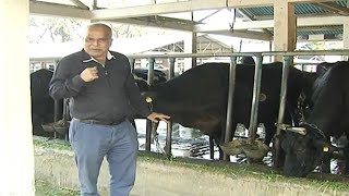 সাভার ডেইরি খামার ঘুরে ঘুরে দেখান উপ-পরিচালক ডাঃ মোঃ আলী | Savar Dairy Farm