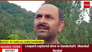 Leopard captured alive in Ganderbal’s  Mansbal Nesbal