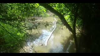 Biodiversity Park Jagatpur की वनस्पतियां पानी मे डूबी