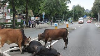 अज्ञात वाहन की टक्कर से घायल हुई गाय || Cow injured in collision with unknown vehicle