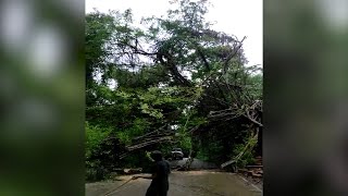 Massive tree collapses at Talaulim Ponda
