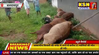 आकाशीय बिजली की चपेट में आने से 32 मवेषियों की मौत बलरामपुर जिले के कुसमी में हुआ हादसा