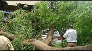 Vasco: Dangerous tree finally collapses, Innumerous complaint to MMC go on deaf ears!