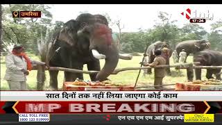 Madhya Pradesh News || Bandhavgarh National Park में हाथी महोत्सव, सात दिन होगी हाथियों की खातिरदारी