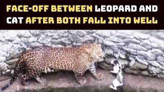 OMG! Face-Off Between Leopard And Cat After Both Fall Into Well | Catch News