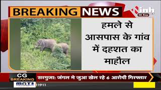Chhattisgarh News || Pendra, मरवाही वनमड़ल में फिर पहुंचा हाथियों का दल