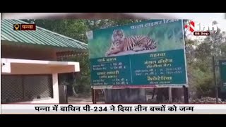 MP News || Panna Tiger Reserve में खुशी का मौहोल, बाघिन पी - 234 ने दिया तीन बच्चों को जन्म
