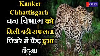 Kanker Chhattisgarh | वन विभाग को मिली बड़ी सफलता, पिंजरे में कैद हुआ तेंदुआ, ग्रामीणों ने जताया आभार