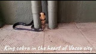 Young King Cobra rescued from the heart of Vasco City!